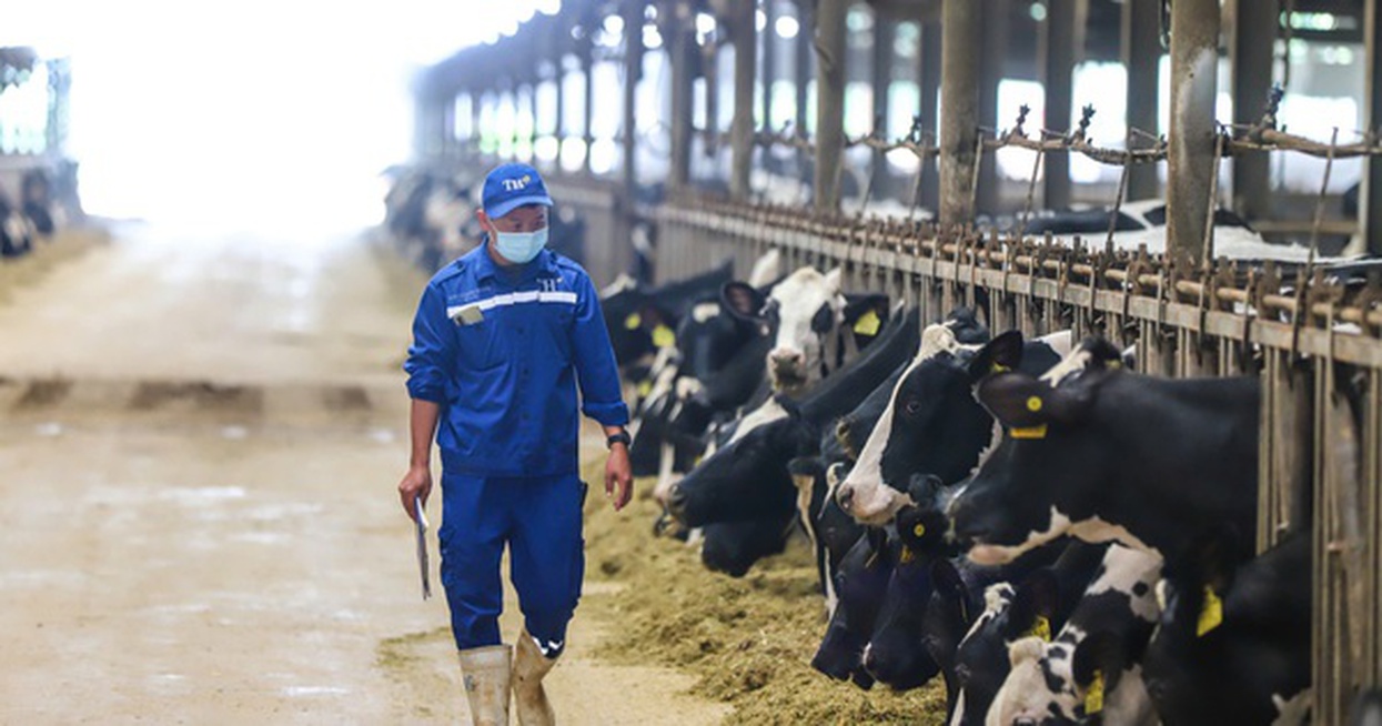 Ngành sữa Việt Nam hướng 2030: Giảm phụ thuộc nhập khẩu, tăng mạnh sữa tươi nội địa
